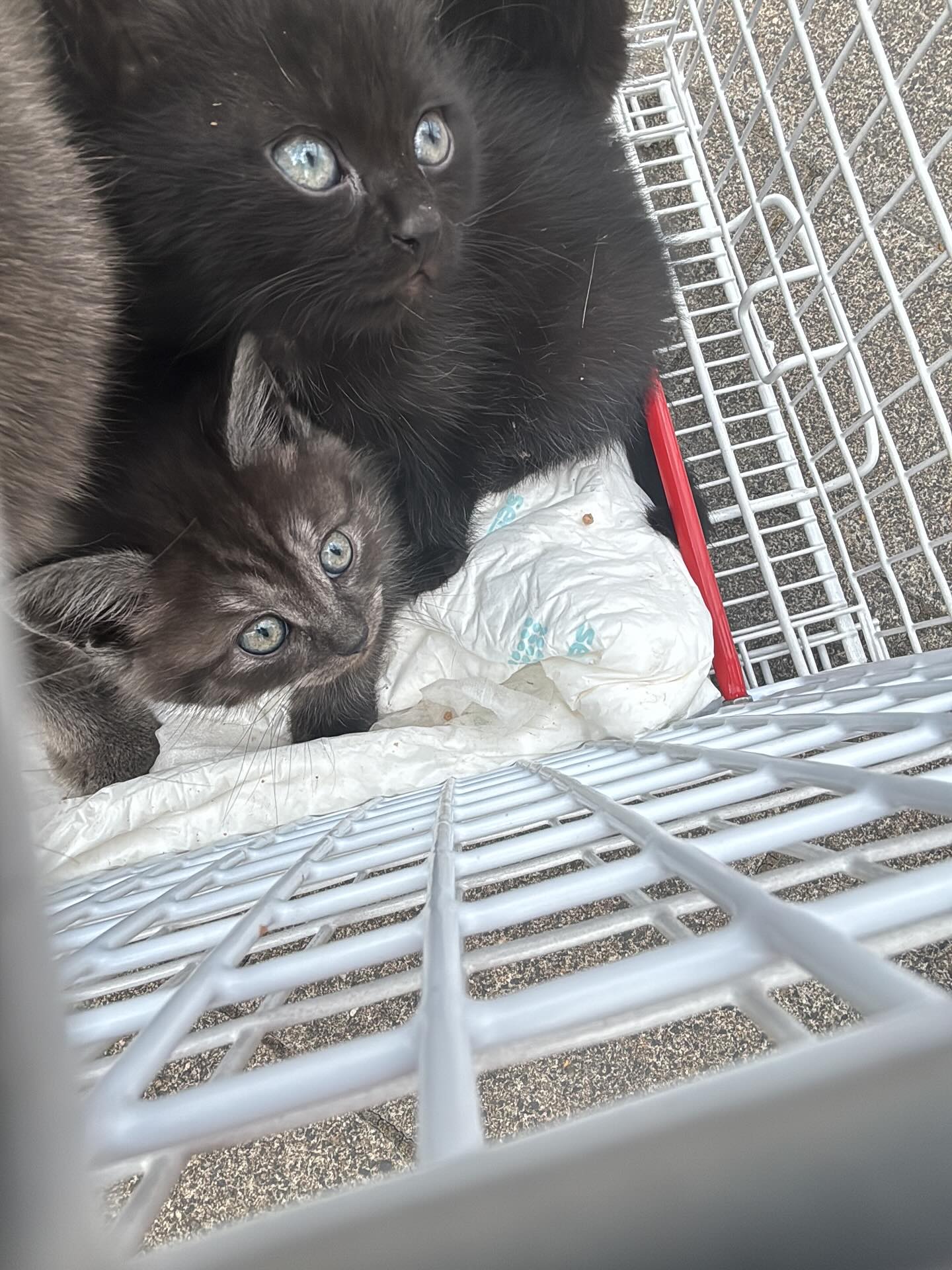 😻Katzenmutter mit 3 Kitten in Köln Poll gesichert🐈