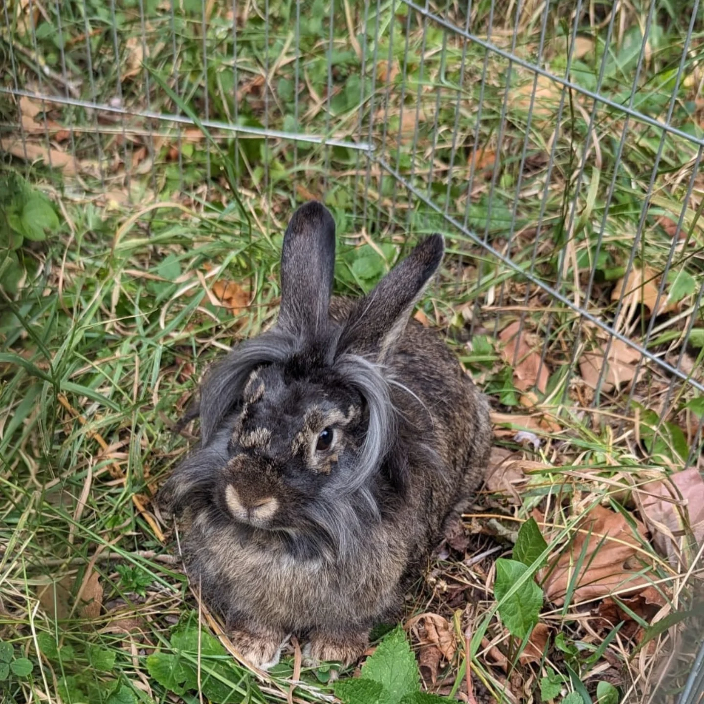 Die süsse Wilhelmina (wie sie jetzt heisst 😉) sollte zusammen mit 2 anderen jüngeren Kaninchen über