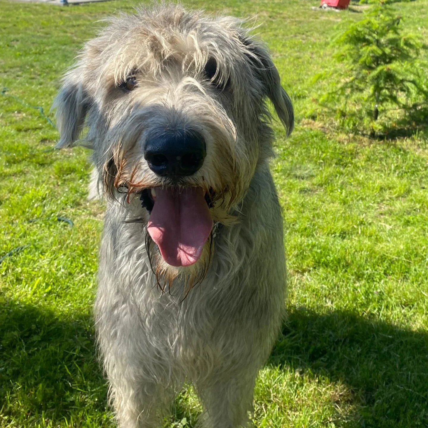 ❣️Update zu Gandalf❣️