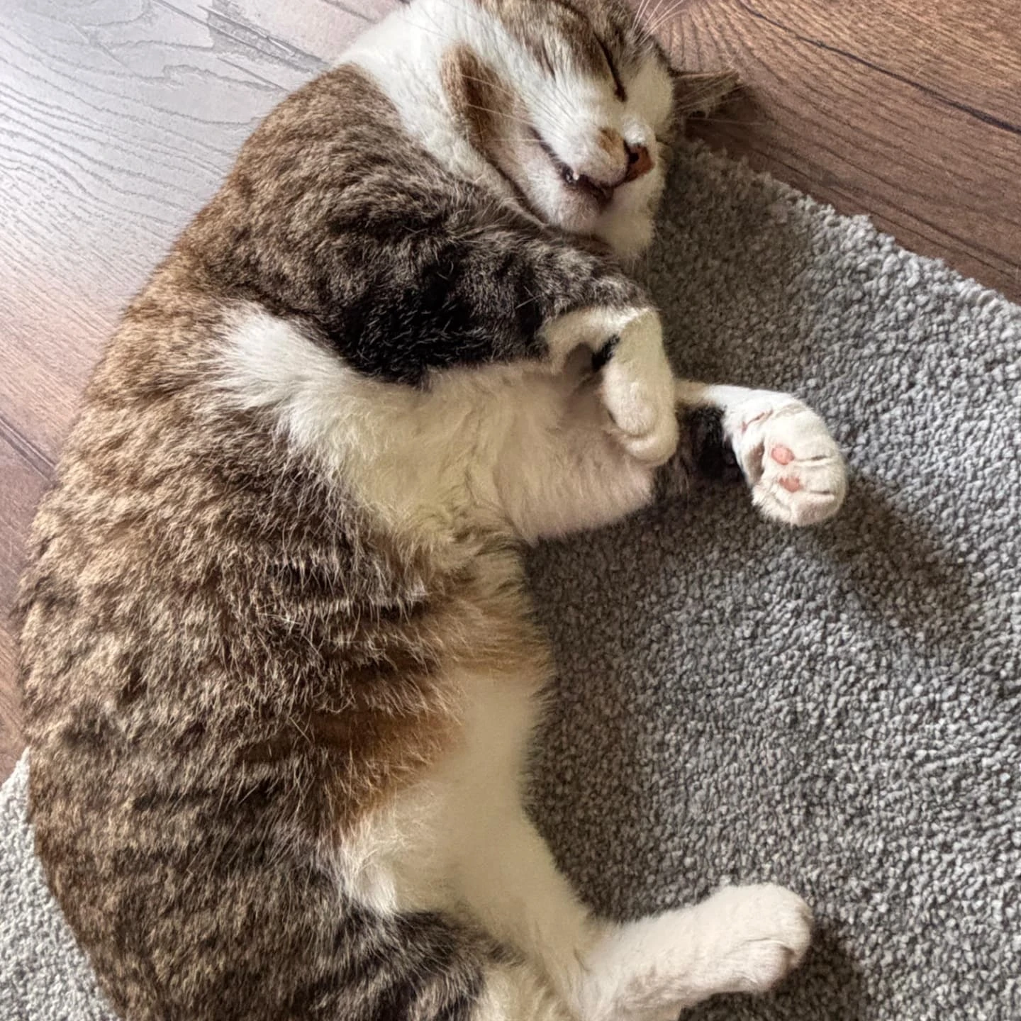 🚨Warnung an alle Besitzer von Freigänger-Katzen in 53859 Niederkassel und Zeugenaufruf🚨