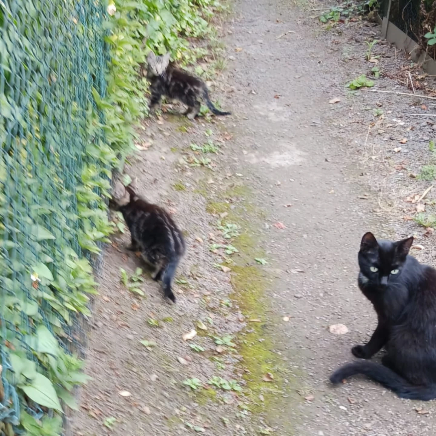 🐈⬛....wo sind ihre Kitten??😪