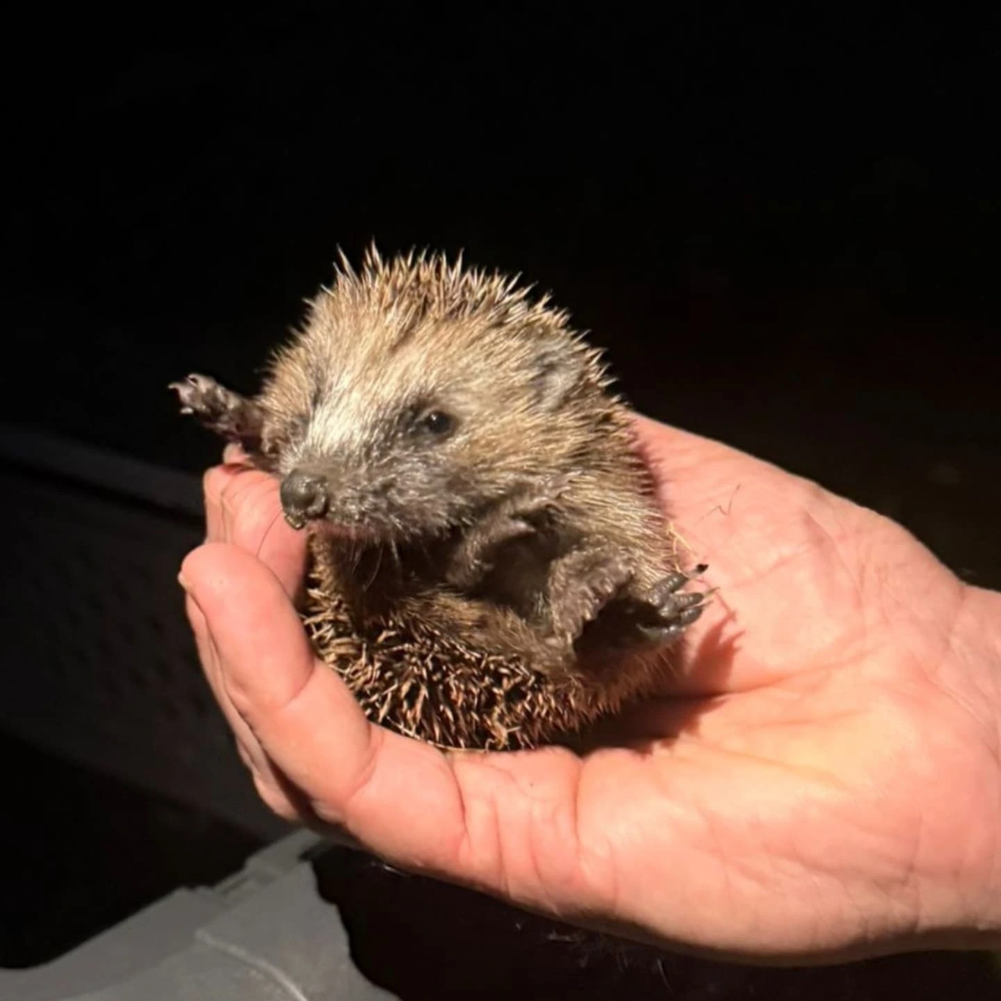 🤎🦔🧡 🦔🤎🦔🧡🦔🤎🦔🧡🦔Heute erhielten wir eine Meldung, dass auf dem Bauspielplatz Senkelsgraben in Porz-Wahn