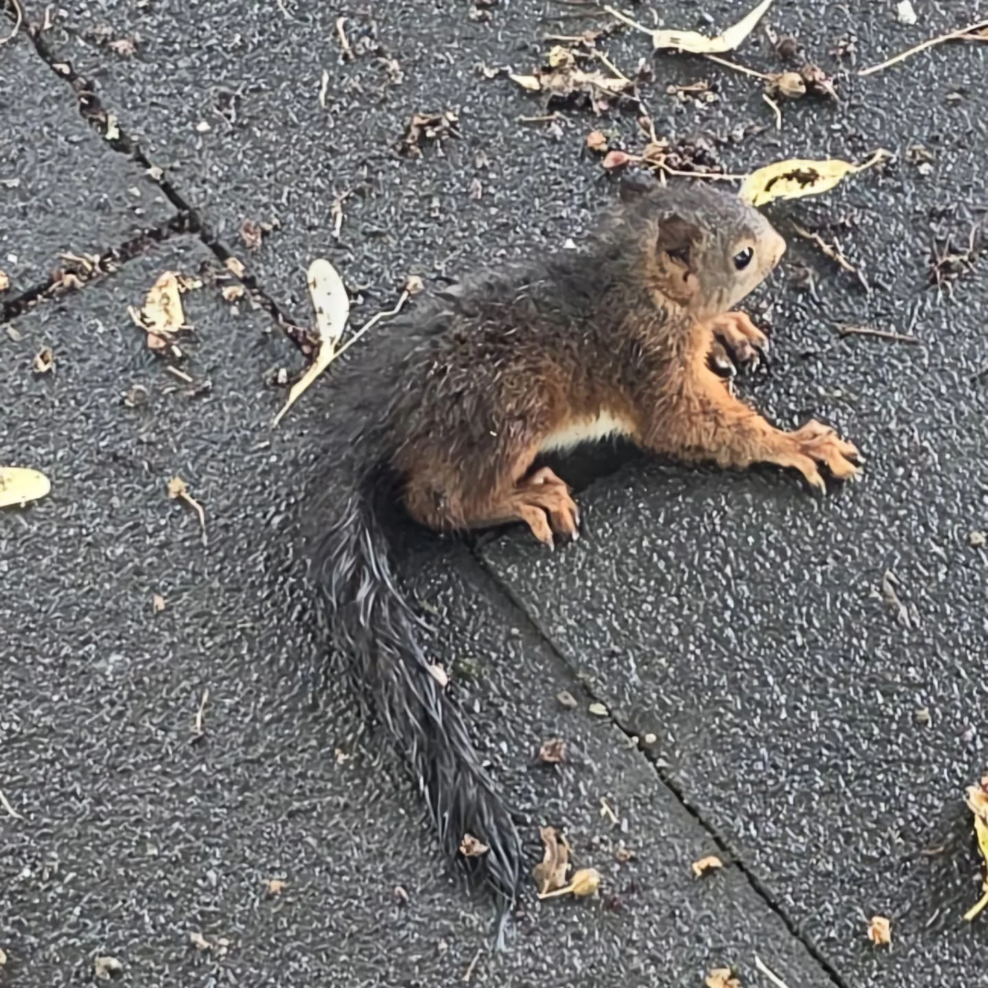 🐿Kleines Hörnchen in Not⛈️