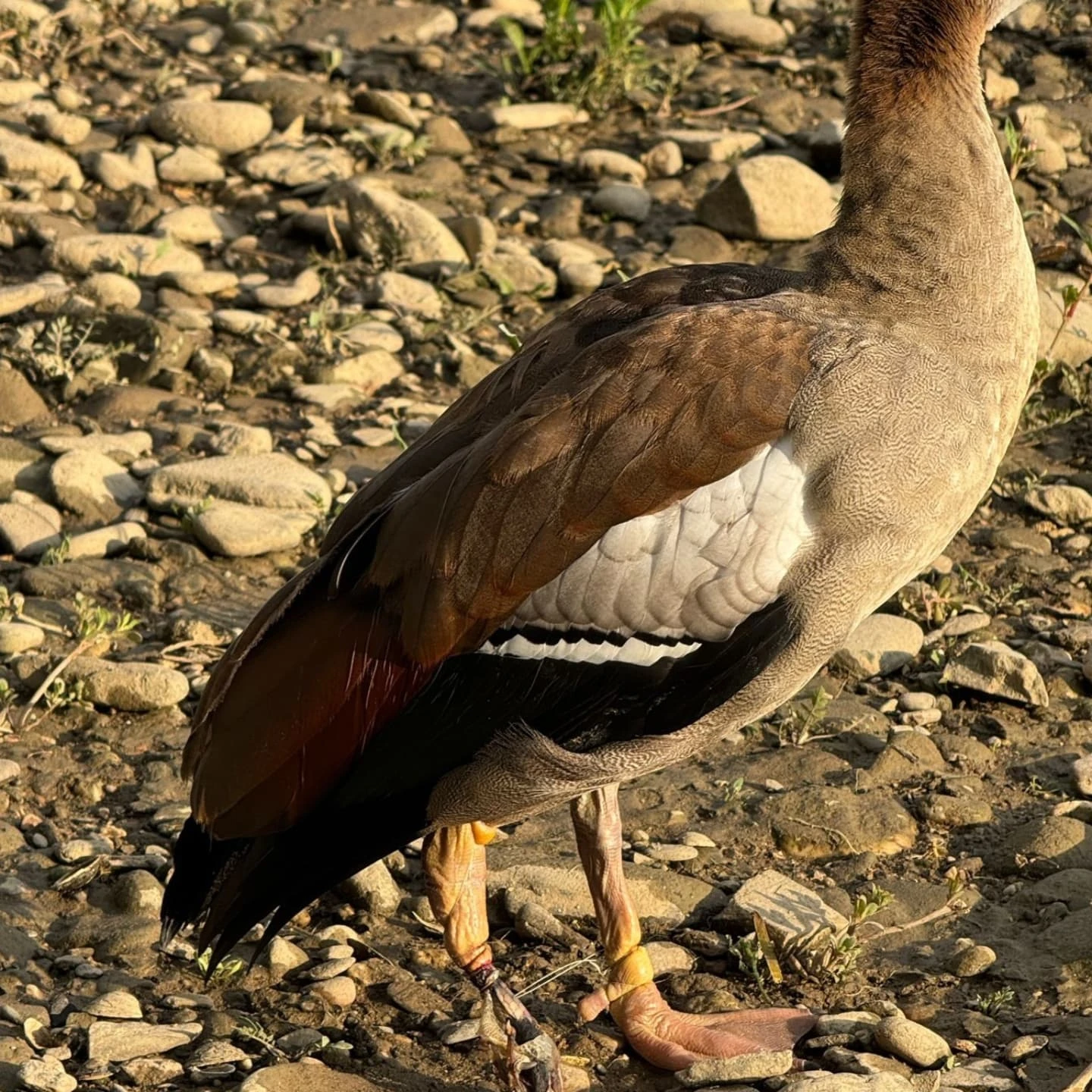🪿Eine verletzte Nilgans am Rhein😪