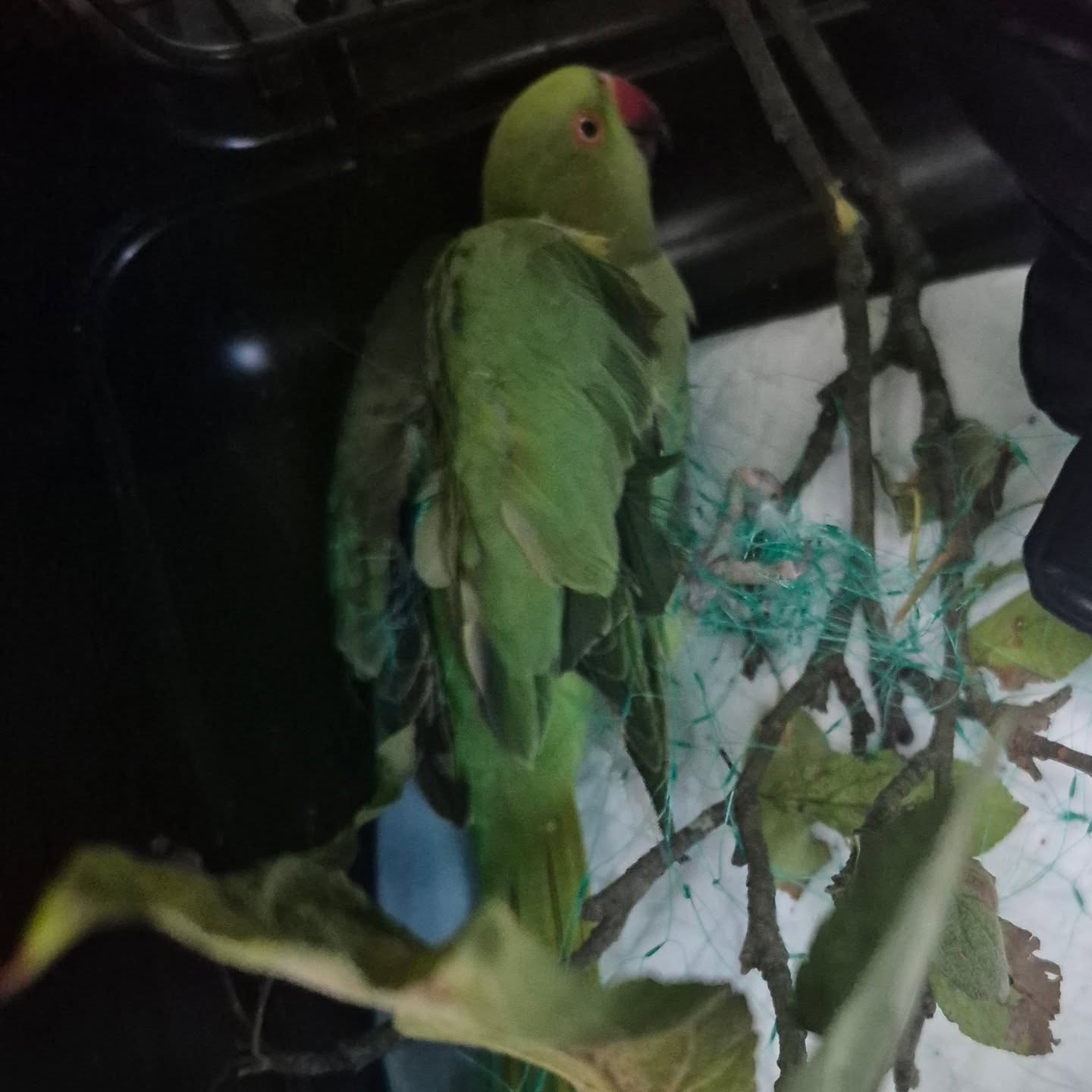 🦜Heute erhielten wir eine Meldung aus Köln-Deutz, ein Halsband-Sittich ist auf der Suche nach Nahrun