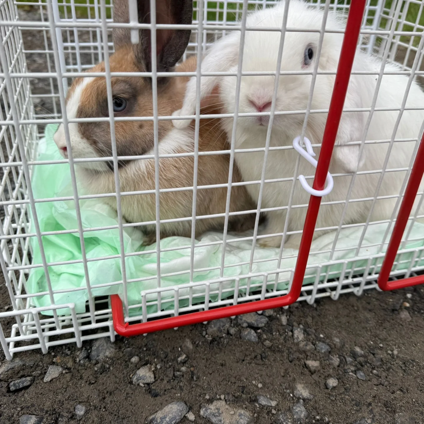 ❗️🐰 Ausgesetzt und hilflos – zwei Kaninchen am Flughafen gefunden 🐰❗️