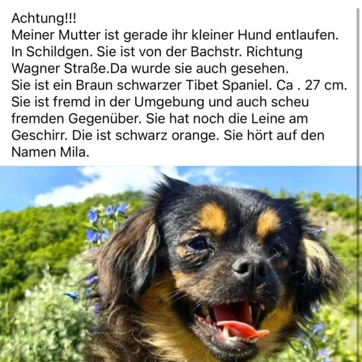 ❣️Update, Mila konnte durch uns gesichert werden, Infos folgen ❣️