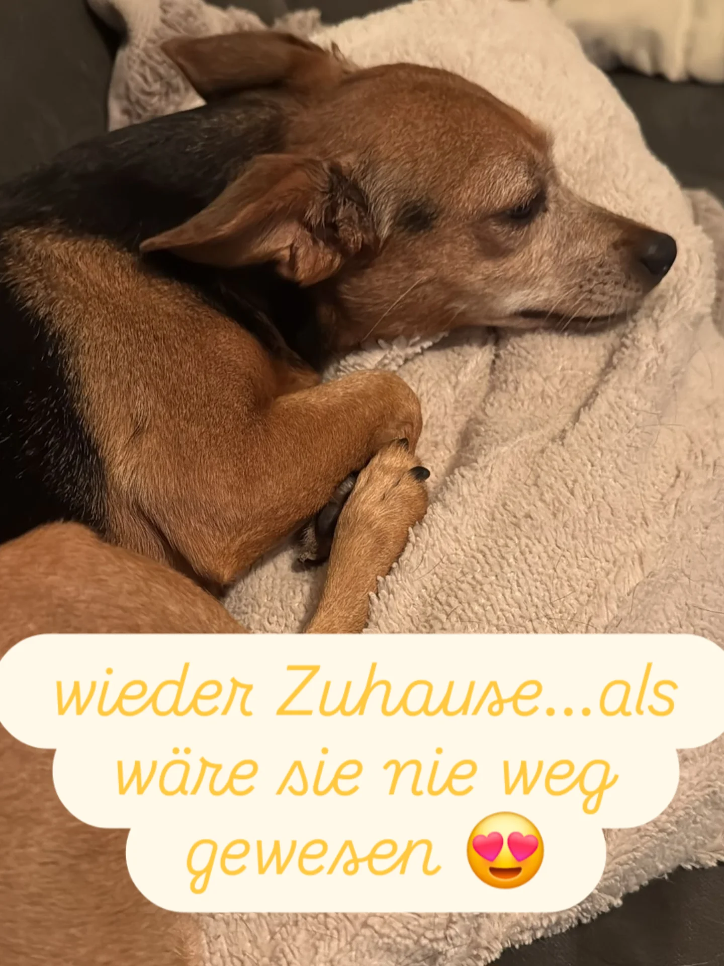 🥳🚨🚨🚨Die gestohlene Hündin Wilma ist wieder Zuhause 🚨🚨🚨🥳
