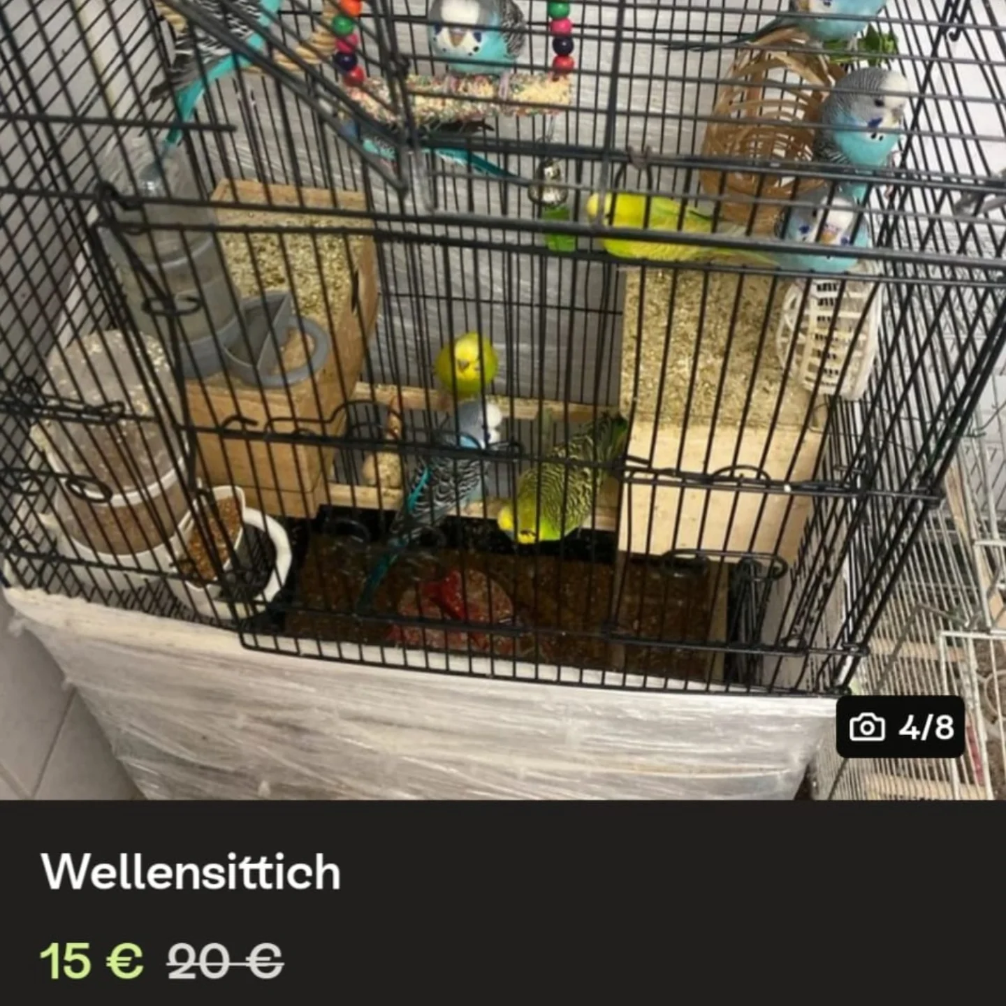 🦜😪12 vernachlässigte Wellensittiche aus schlechter Haltung gerettet...wer kann etwas zu ihrer Herkun