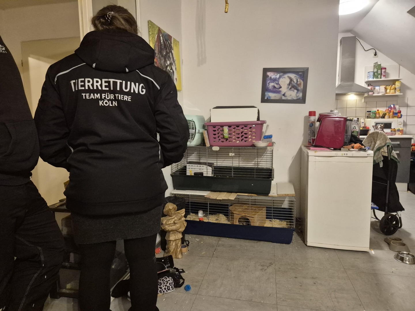 Erneute Rettung von 33 Ratten und 2 Katzen aus schlechter Haltung! 💔🐾