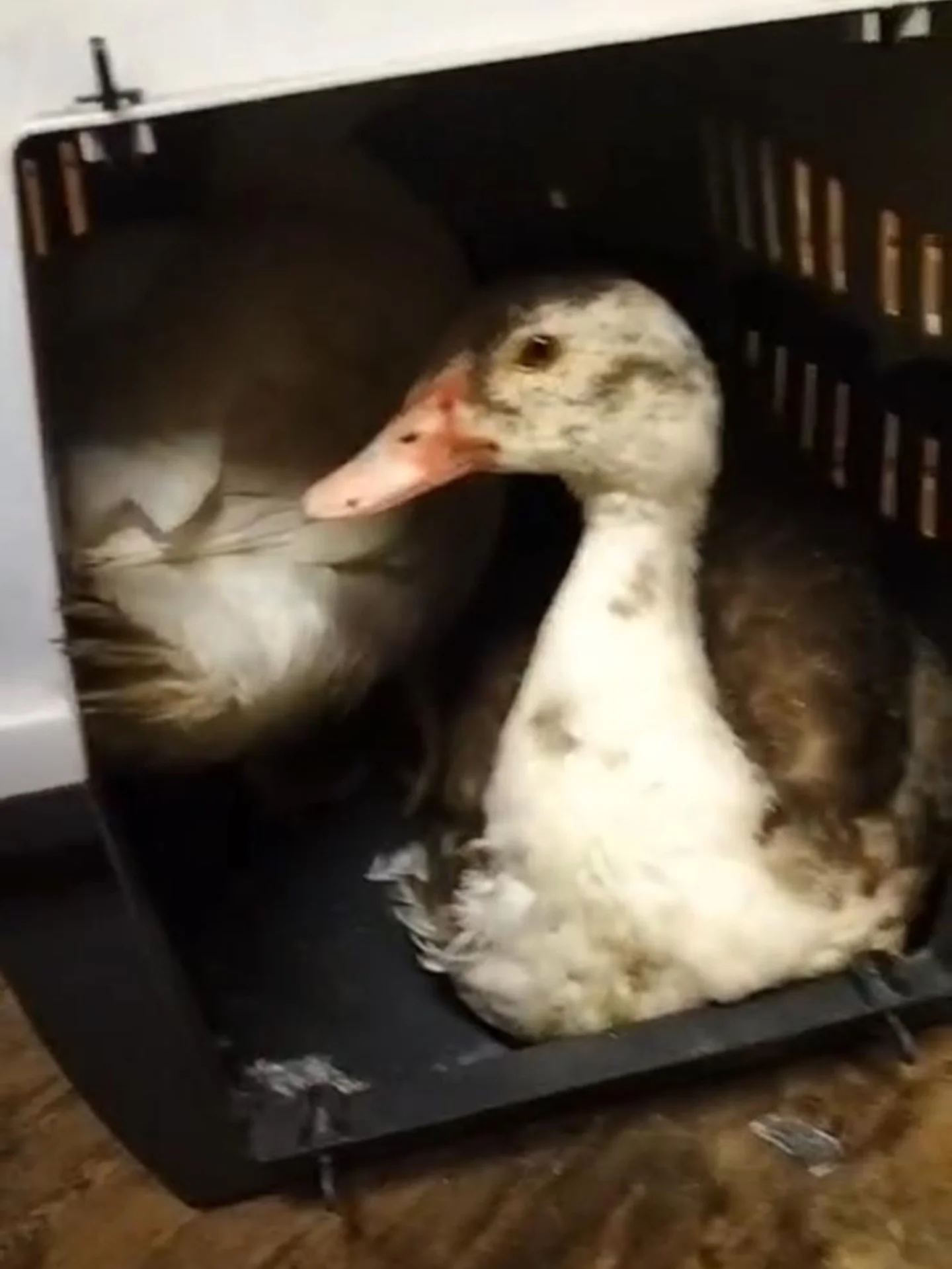 🦆 Zwei Hausenten im Wald – warum Wegsehen keine Option ist 🦆