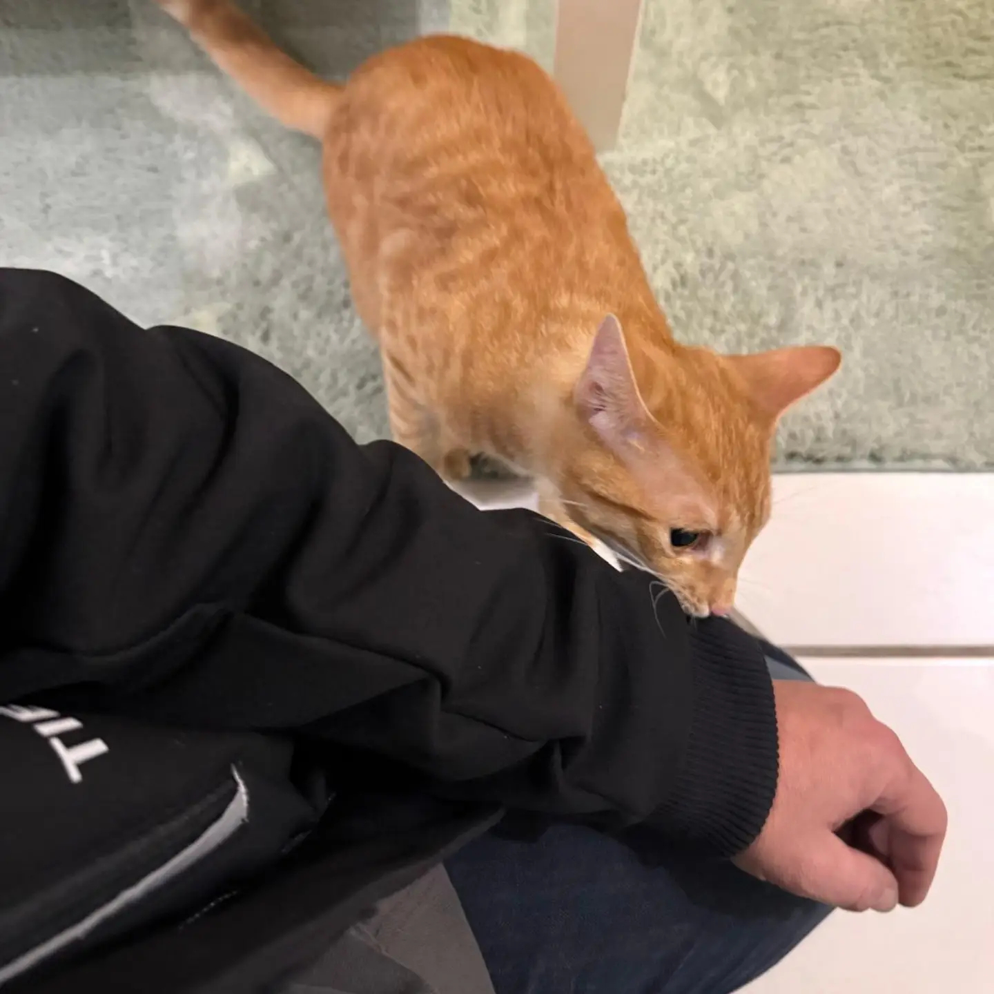 ❌️Junger unkastrierter Fundkater❌️