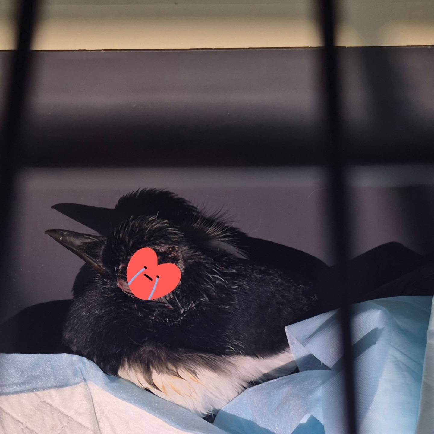 🪶🐦⬛Gestern wurde uns durch die Polizei Köln-Porz eine verletzte Elster gemeldet. Wir brachten das