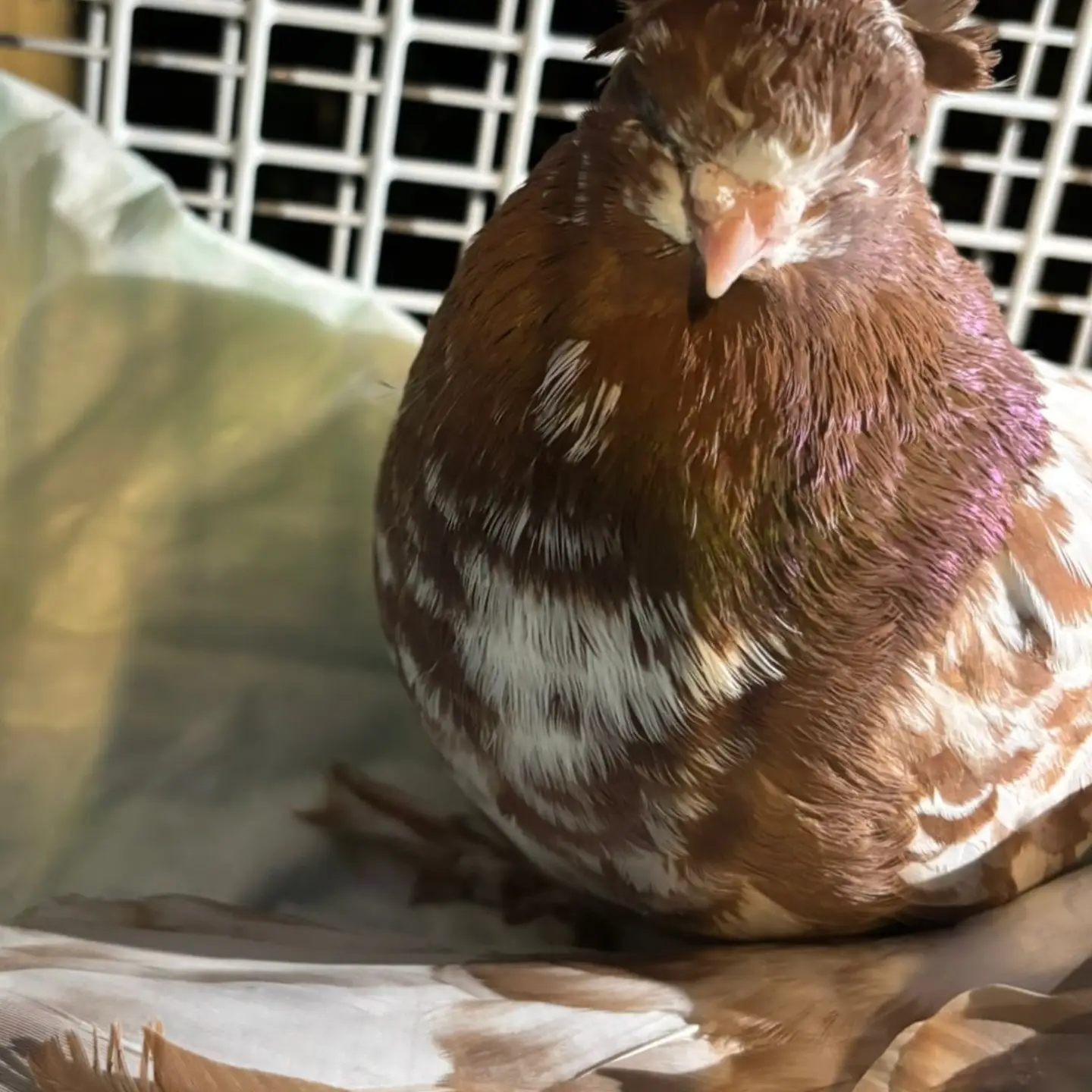 🥶 2 erschöpfte Rassetauben gesichert 🕊😪