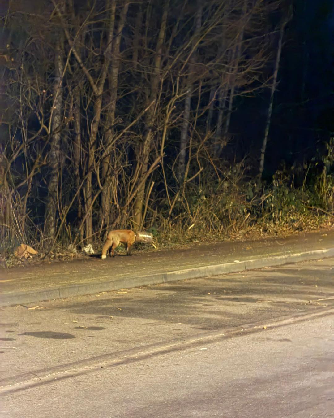 ❌Update Fuchs mit Plastikbehälter in Köln❌