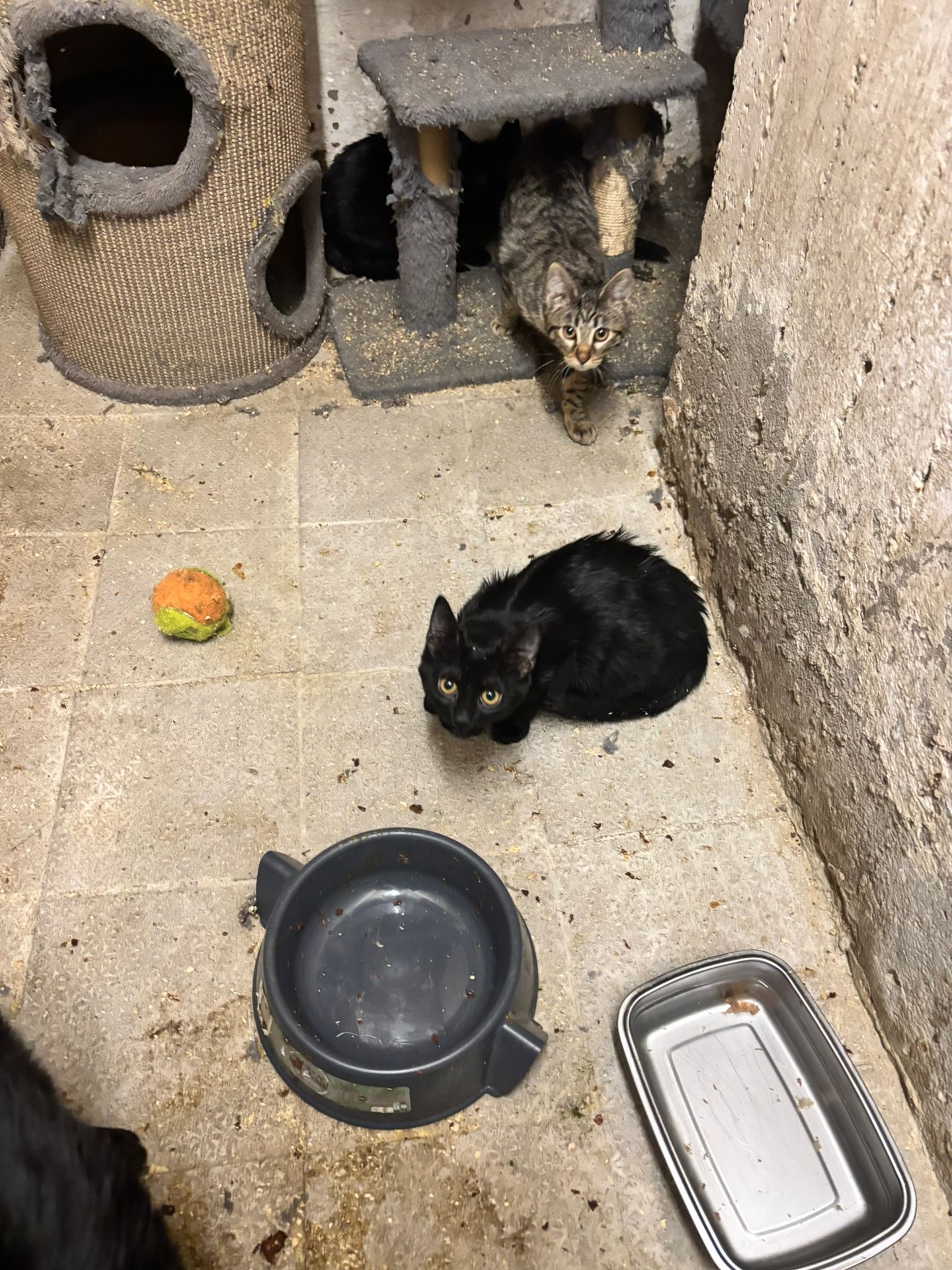 🚨 Einsatz in Köln-Mülheim – Katzen aus Keller einer Bäckerei gerettet 🚨