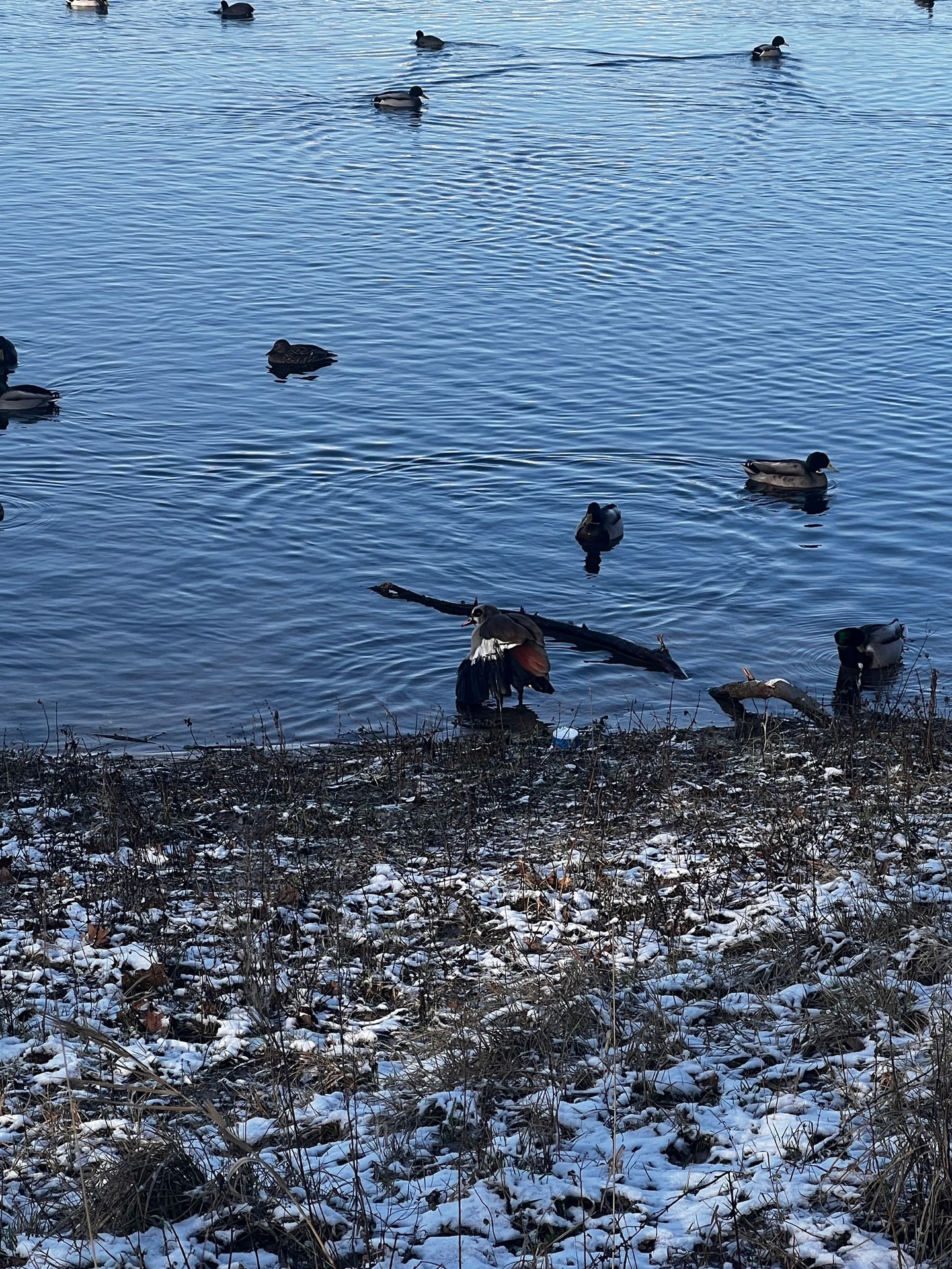 🚨 Einsatz am Fühlinger See 🚨