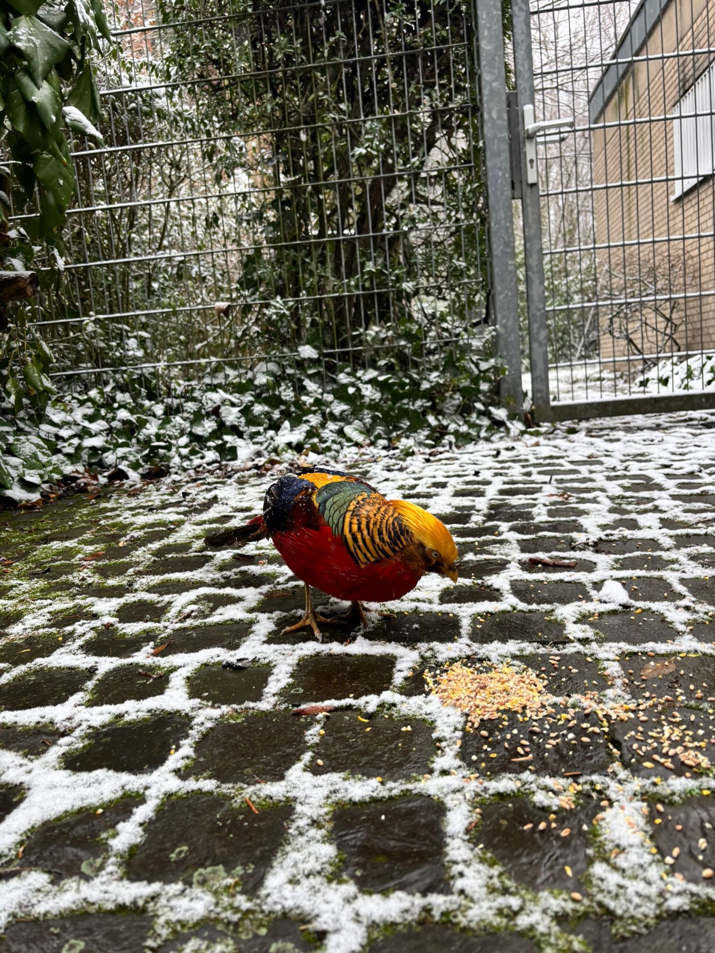 🦚 Einsatz in Köln-Müngersdorf 🦚