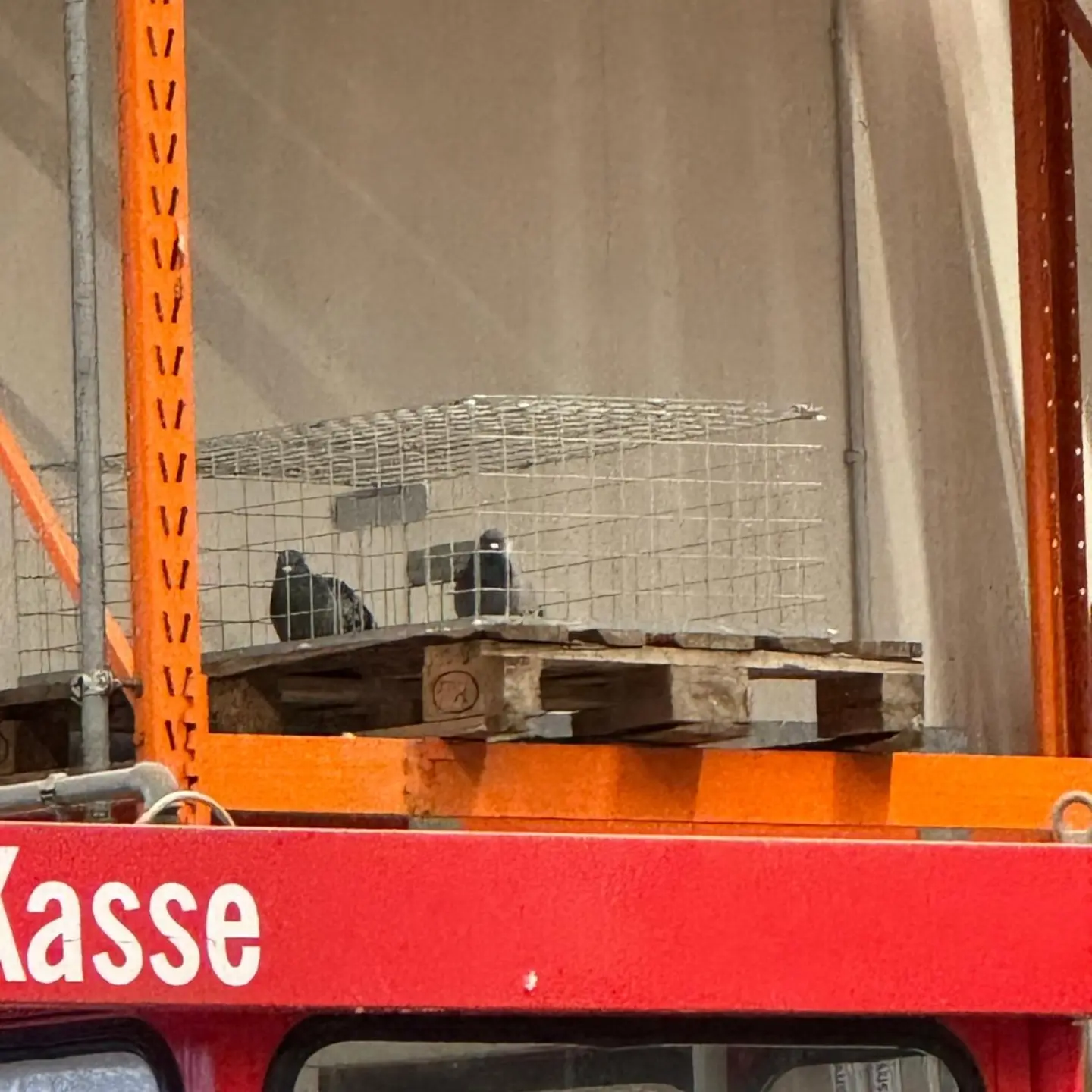 ❗️Wieder Lebendfallen für Tauben in einem Kölner Baumarkt😪