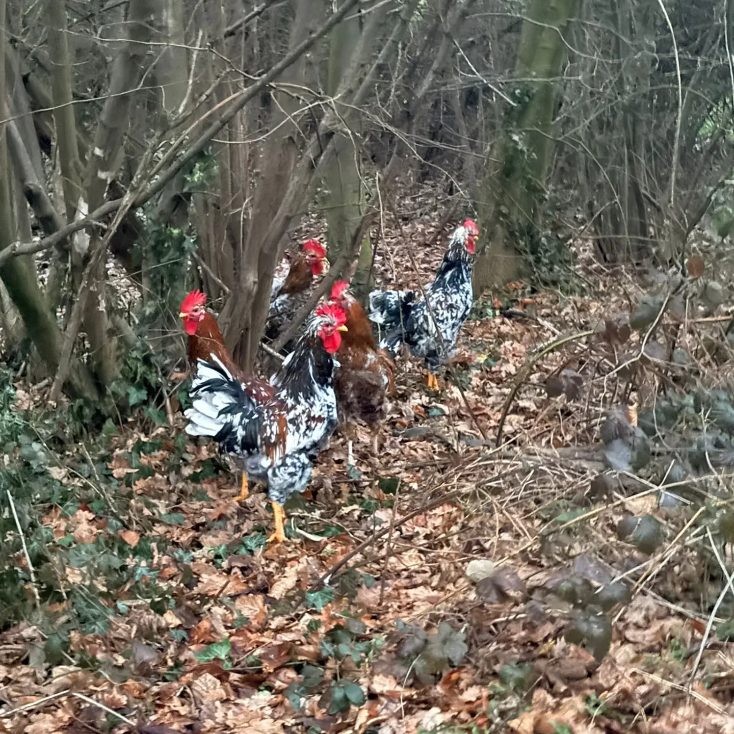 🚨 🐓🐓🐓🐓🐓🐓🐓 🚨