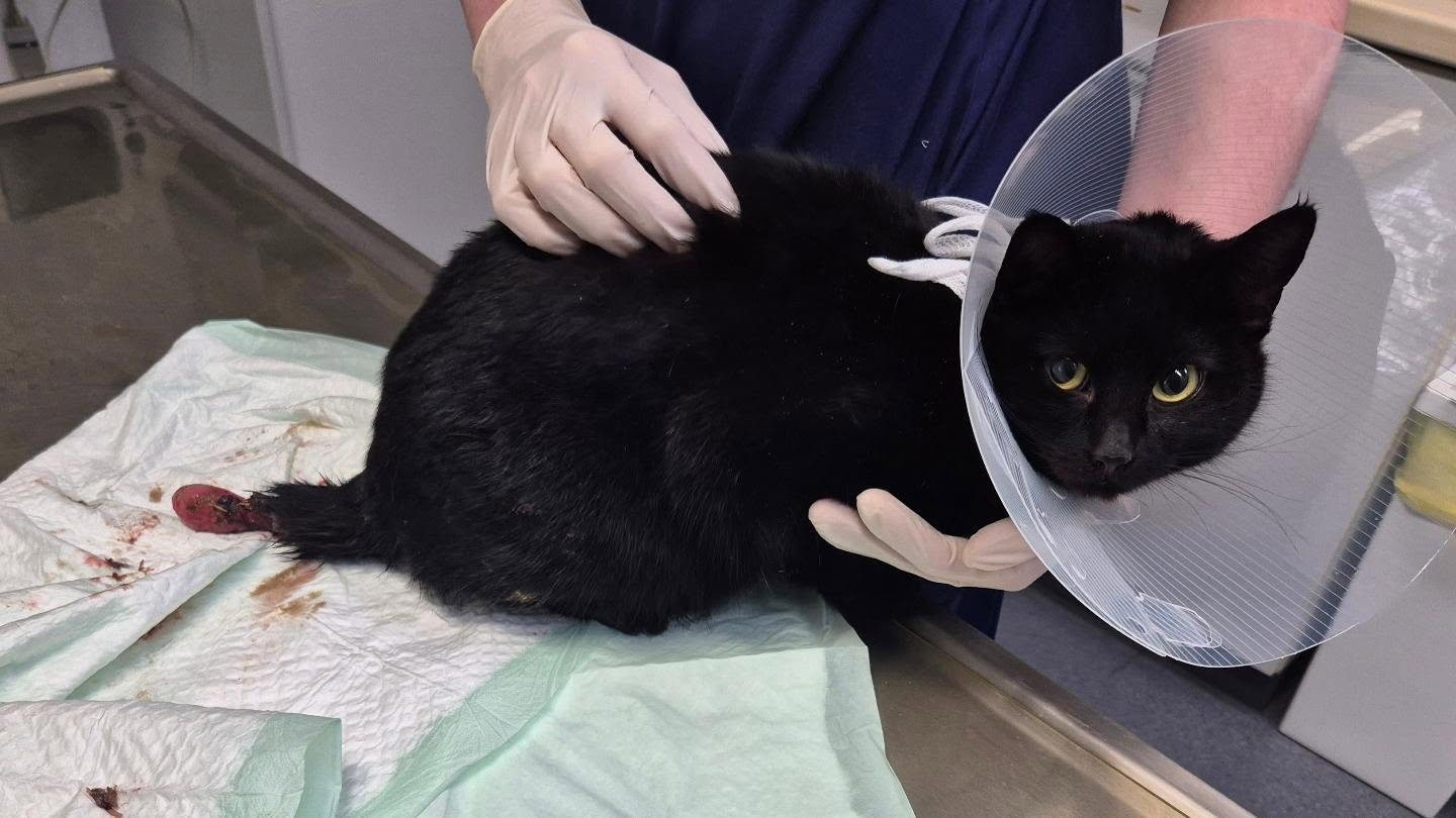 🚨Wer kennt diese verletzte Katze aus Sankt Augustin?🚨