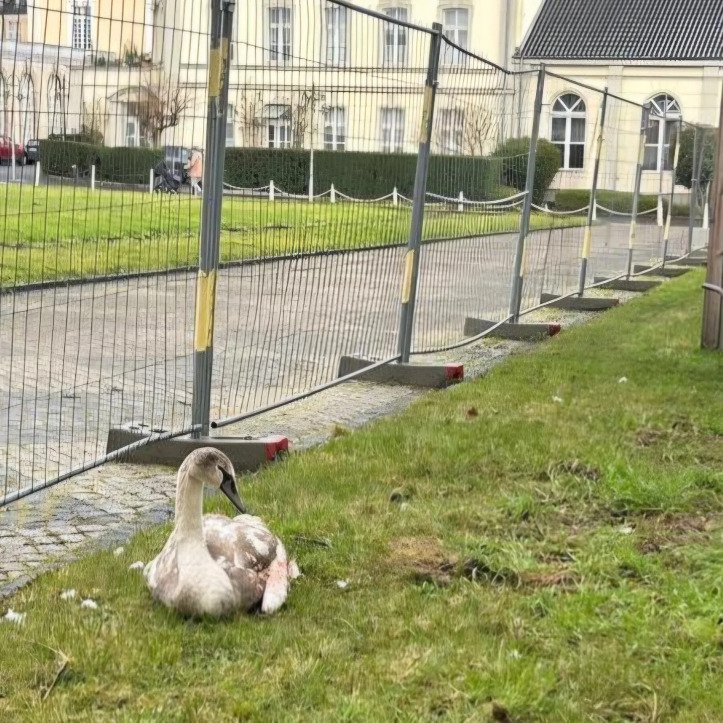 🚨🦢Trauriger Schwanen-Einsatz 🚨