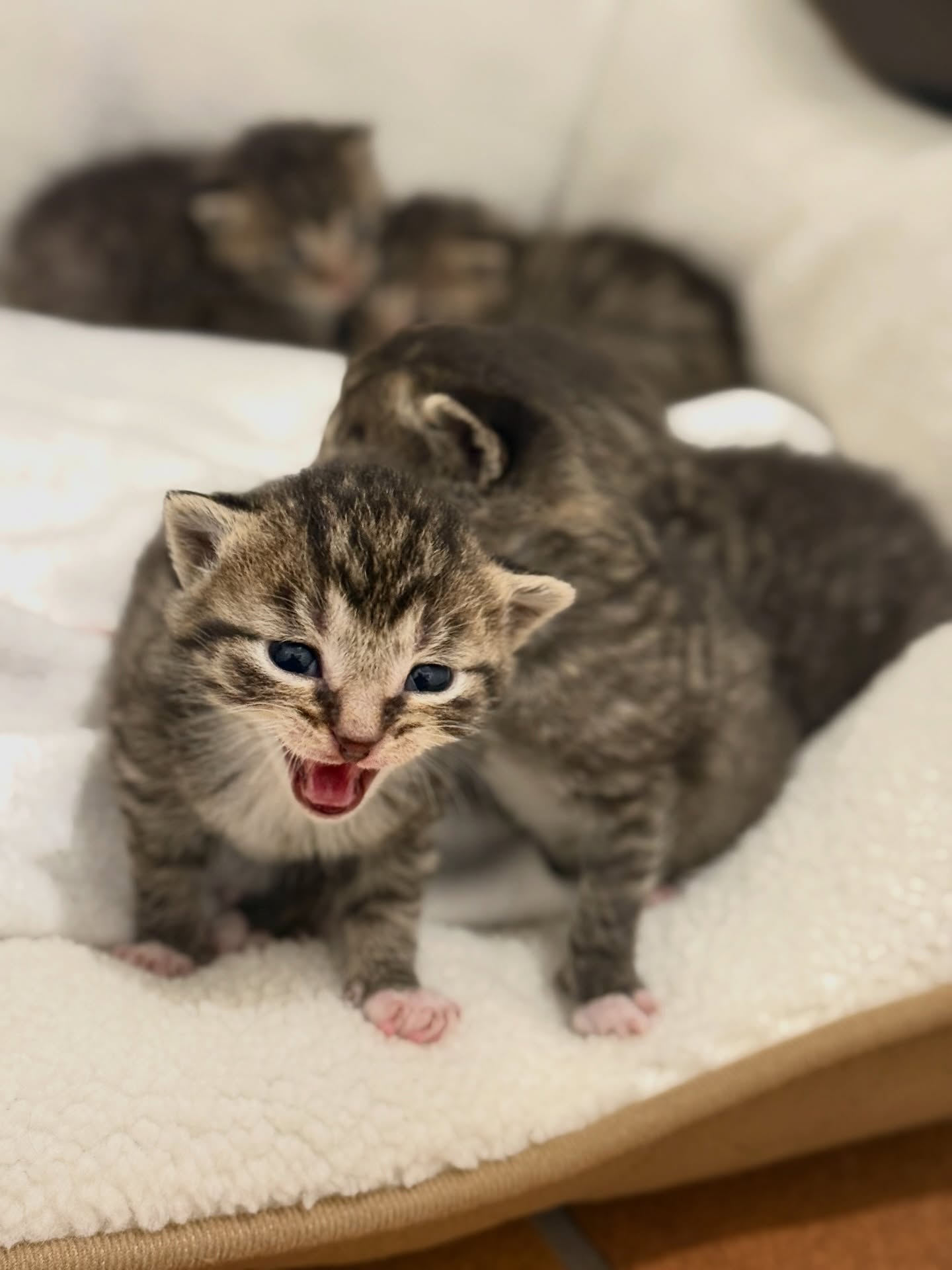 🐾 Kleine Tiger-Rettung in Siegburg 🐾